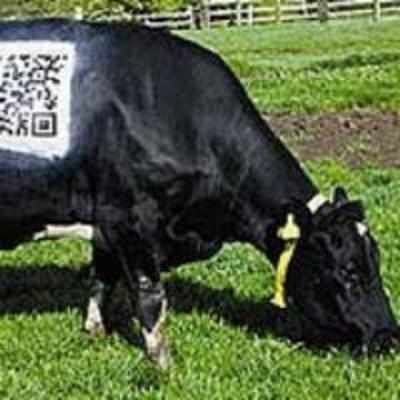 Moo-bile technology '" cow gets QR code