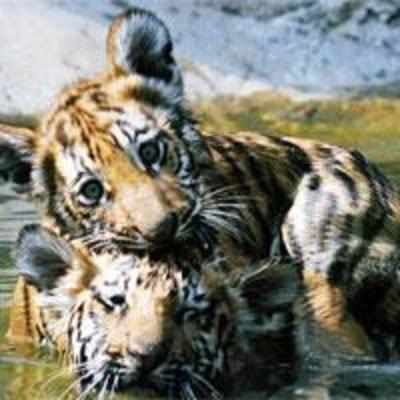 SGNP officials save tigers from forest fire