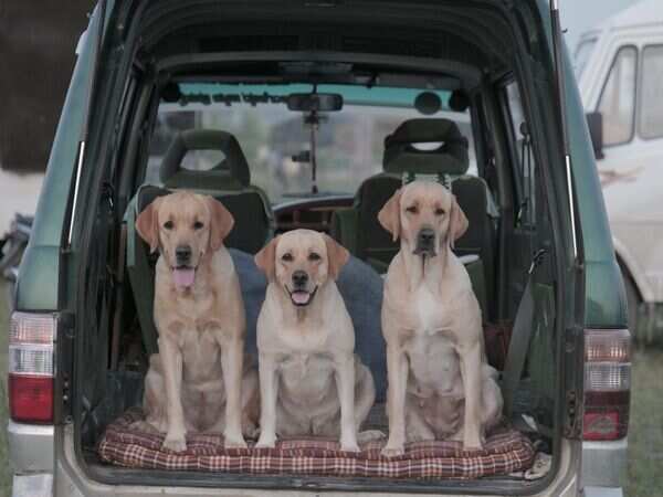 777 Charlie’s pooches on pan-India road trip