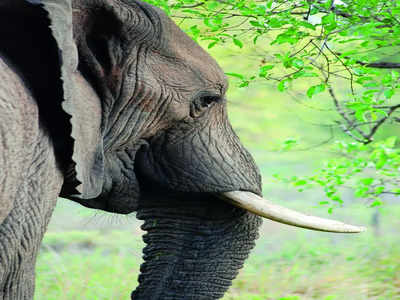 Rising elephant deaths: 294 casualties reported in Karnataka