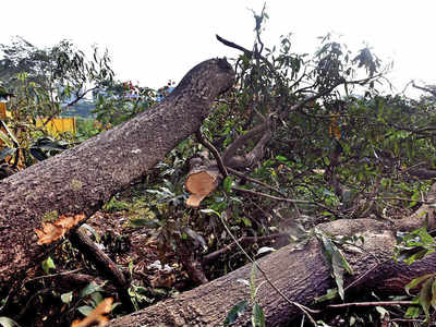 In 3 yrs, 980 trees were hacked a day for development projects