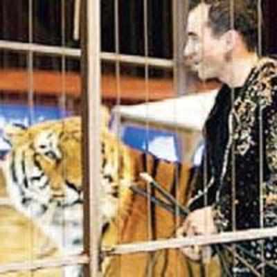 Circus tiger to be best man at trainer's wedding