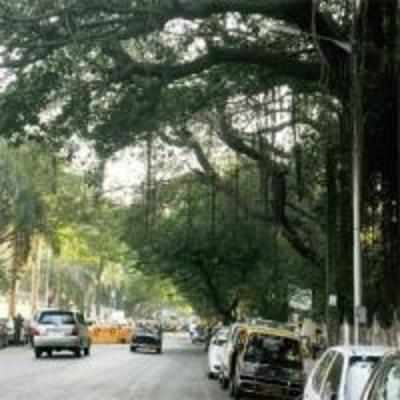 BMC favours sacrificing trees for road projects