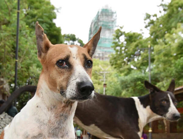 Man booked for poisoning stray dog, its two puppies
