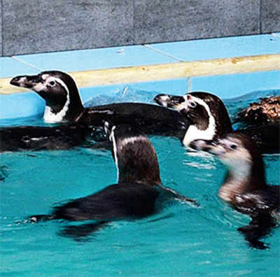 Zoo had to borrow oxygen cylinder from hospital as penguin gasped for breath