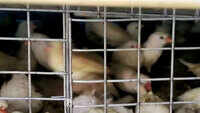 Chennai: Love birds, finches, cockatiels and red parakeets seized by police 