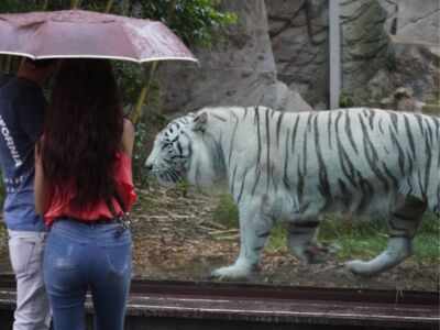 Eight-year-old white tiger dies in Hyderabad zoo