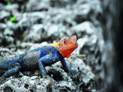 While starving, reptiles take greater risk to find food