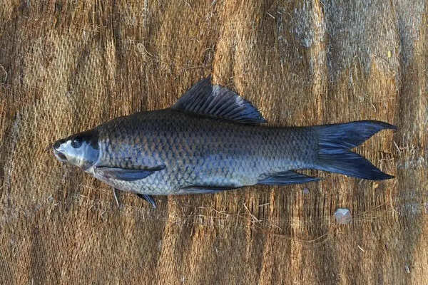 Meet the ‘crow fish’: New dark freshwater species discovered in Karnataka’s Cauvery basin