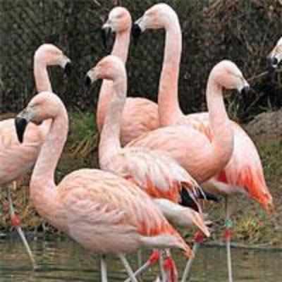 State seeks sanctuary for flamingoes at Sewri