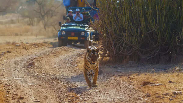 What’s in Zones 1 to 5 of Ranthambore National Park that’s attracting wildlife tourists?