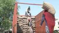 COVID-19: Punjab procures over 90 LMT of wheat in just 19 days 