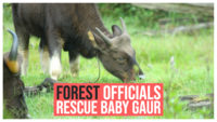 Forest officials rescue baby gaur caught in snare in Tamil Nadu 