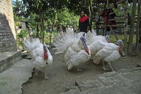 Kolkata's taste for Christmas turkey boosts women's wealth in S 24 Parganas pockets