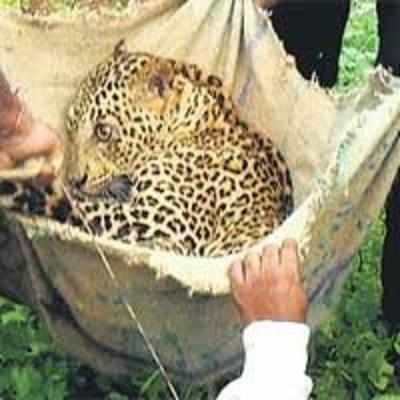 Female leopard found with broken spine