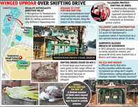 Nandanvan birds shifted to Jungle Safari amid allegations & protests