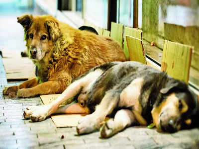 Plans are on to boost capacity of ABC centres to check strays