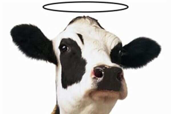 Why bovine is seen as divine