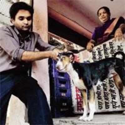 Who poisoned Dombivli stray dogs, ask cops
