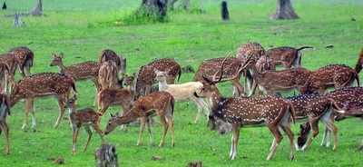 Mysuru: Hunters, beware: White deer spotted in Nagarhole National Tiger Reserve