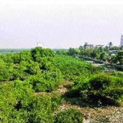 Save the mangroves, it's the need of the hour