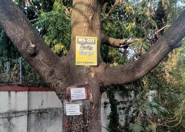 Civic body warns of action for damaging trees; zone-wise teams deployed to prevent monsoon mishaps