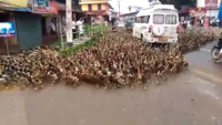 Marching ducks halt traffic in Kerala 