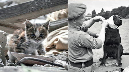 April 26, 2026: Animals facing brutal wars waged by inhumane beings?