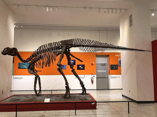 In 1838, a discovery in a New Jersey pit uncovered the first nearly whole dinosaur skeleton