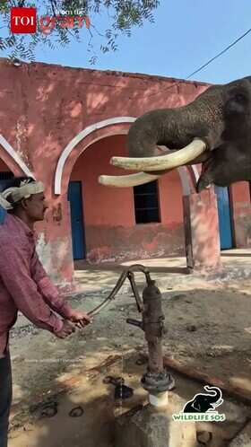 Rescued Elephant Veer&rsquo;s Heartwarming Moment in Mathura