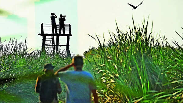 Wetland lies in waiting: Why Ramsar tag eludes Dhanauri