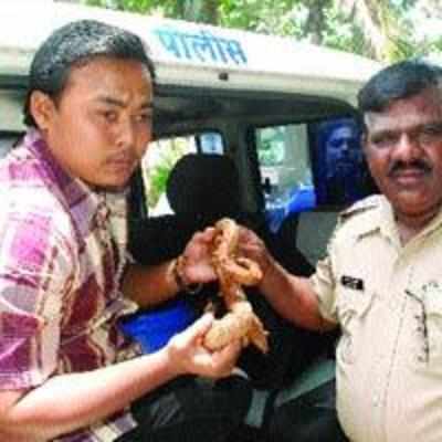 Rabale police seize smuggled red sand boa, arrest one