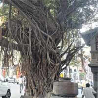 From Banyan tree to BSE