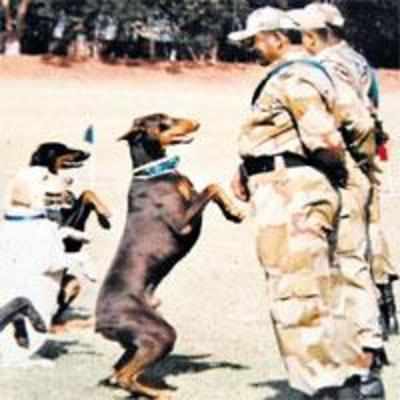 CISF refuses to let trainer take beloved dog to new posting