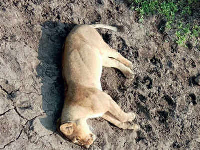 ‘Reduced habitat may have caused Gir lion deaths’