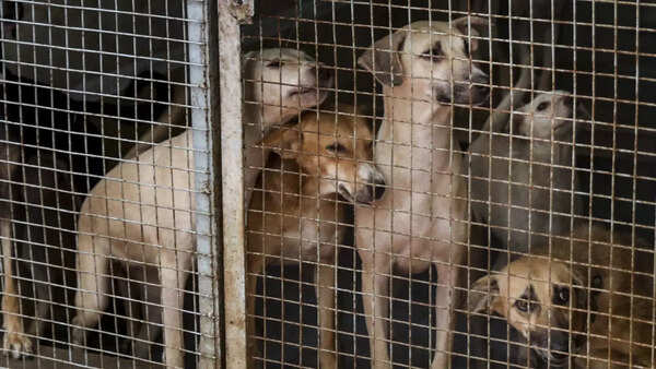 What's wrong with the Supreme Court's plan for stray dogs in NCR
