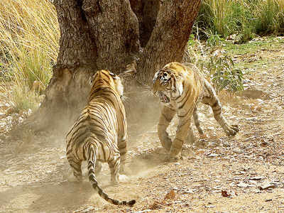 Why do tigers fight? Even the govt wants to know