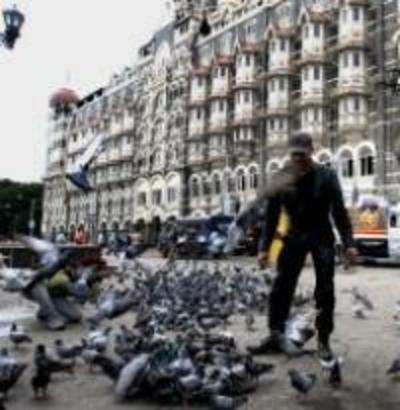 Post 26/11, Taj, Gateway await its feathered friends