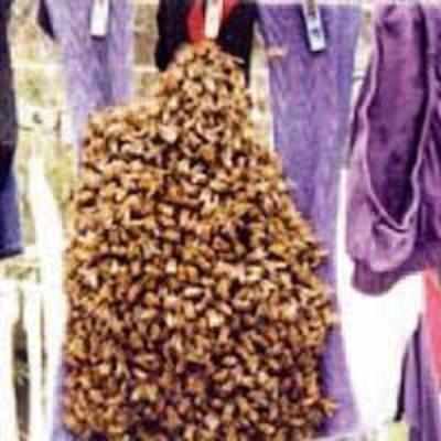 Oz woman calls for help as 20,000 insects make a beeline for her clothes