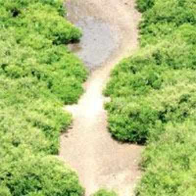 More mangroves to get protection