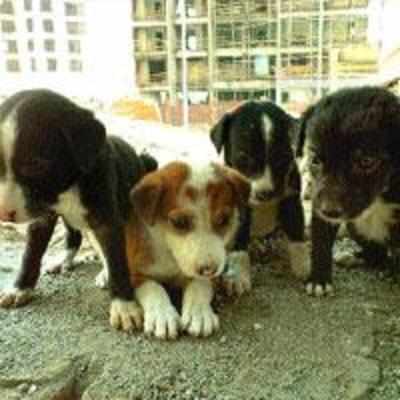 Street pups' adoption drive in Nerul today