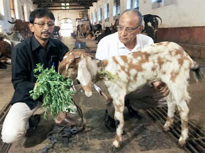Mumbai: Auctioned goat discharged from hospital, owner fed up  of phone calls from people enquiring about her