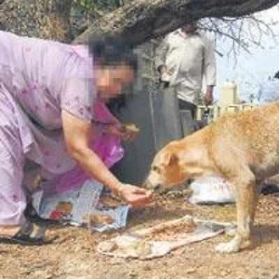 Feed that stray and pay Rs 500!