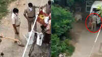 Cops seen snatching banana crate from fruit vendor, video viral 