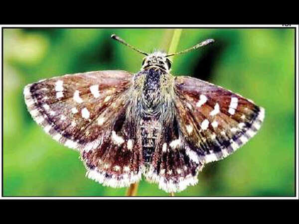 Dungarpur teacher discovers new butterfly species