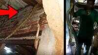 King cobra found at a house in Odisha, later rescued 