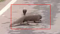 Deadly: Mongoose makes a kill out of a snake 