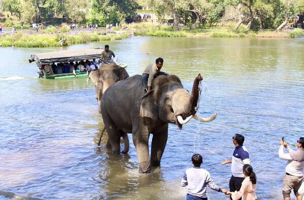 The deadly cost of getting too close to wildlife