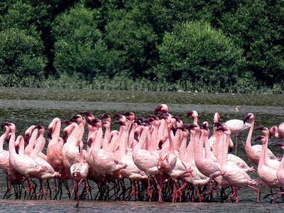 In the pink: Flamingos in city at all-time high