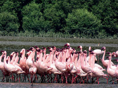 In the pink: Flamingos in city at all-time high